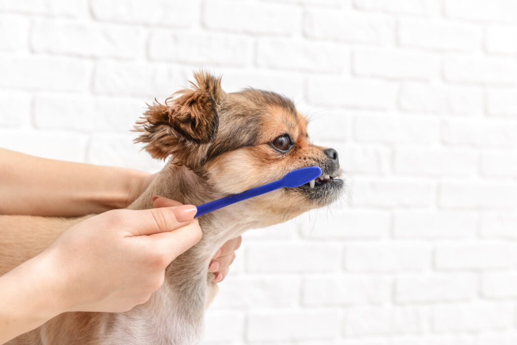 犬の歯磨き基本のやり方!頻度は？嫌がるときの解決策と歯周病の話